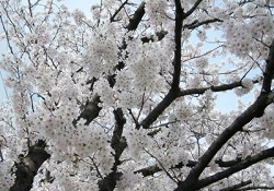 季節の画像
